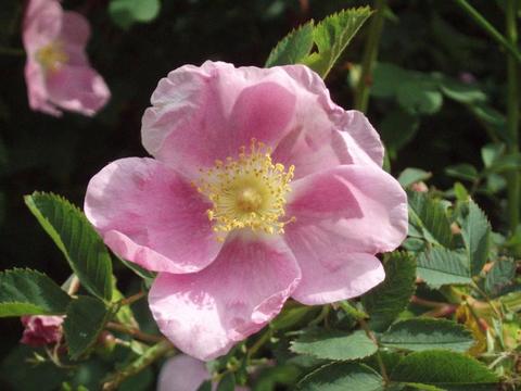 Wild Rose