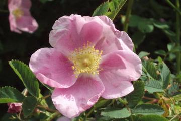 Wild Rose